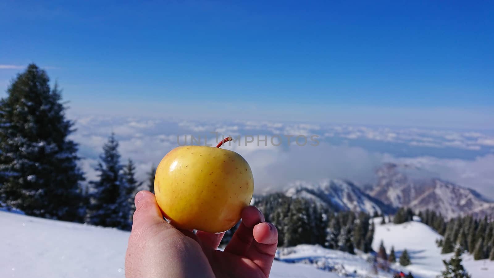 Yellow Apple in hand on the background of snowy mountains and coniferous trees. The basic frame of the hand and the Apple. Blurred background with snow on the mountains and trees with blue sky.
