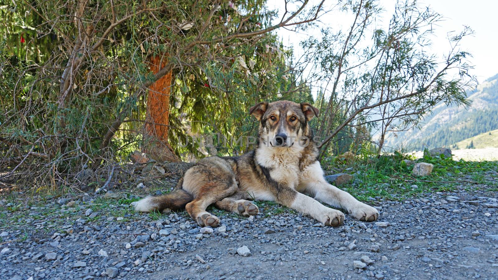The dog is lying under a tree in the shade. Hiding from the heat, from the sun. Coniferous trees, green grass and hills. The dog is resting. Brown eyes, gray fur, sometimes white. Like a wolf.
