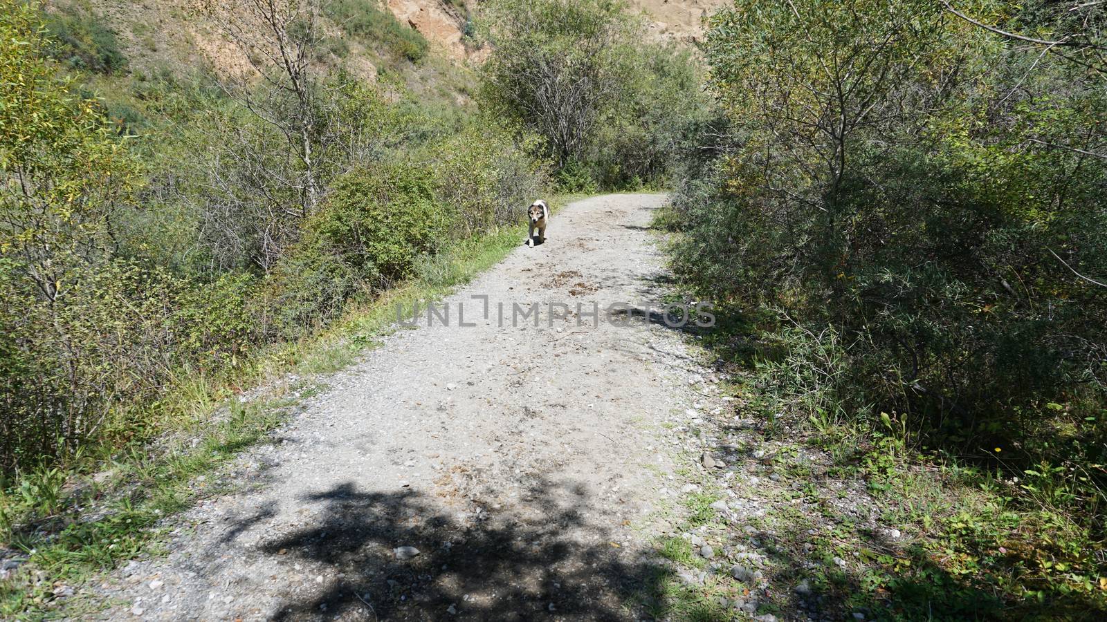 A big dog runs along the road. The breed is similar to the Alabai. Dirt road, flanked by trees, bushes and grass. Shadows from trees fall on the road.
