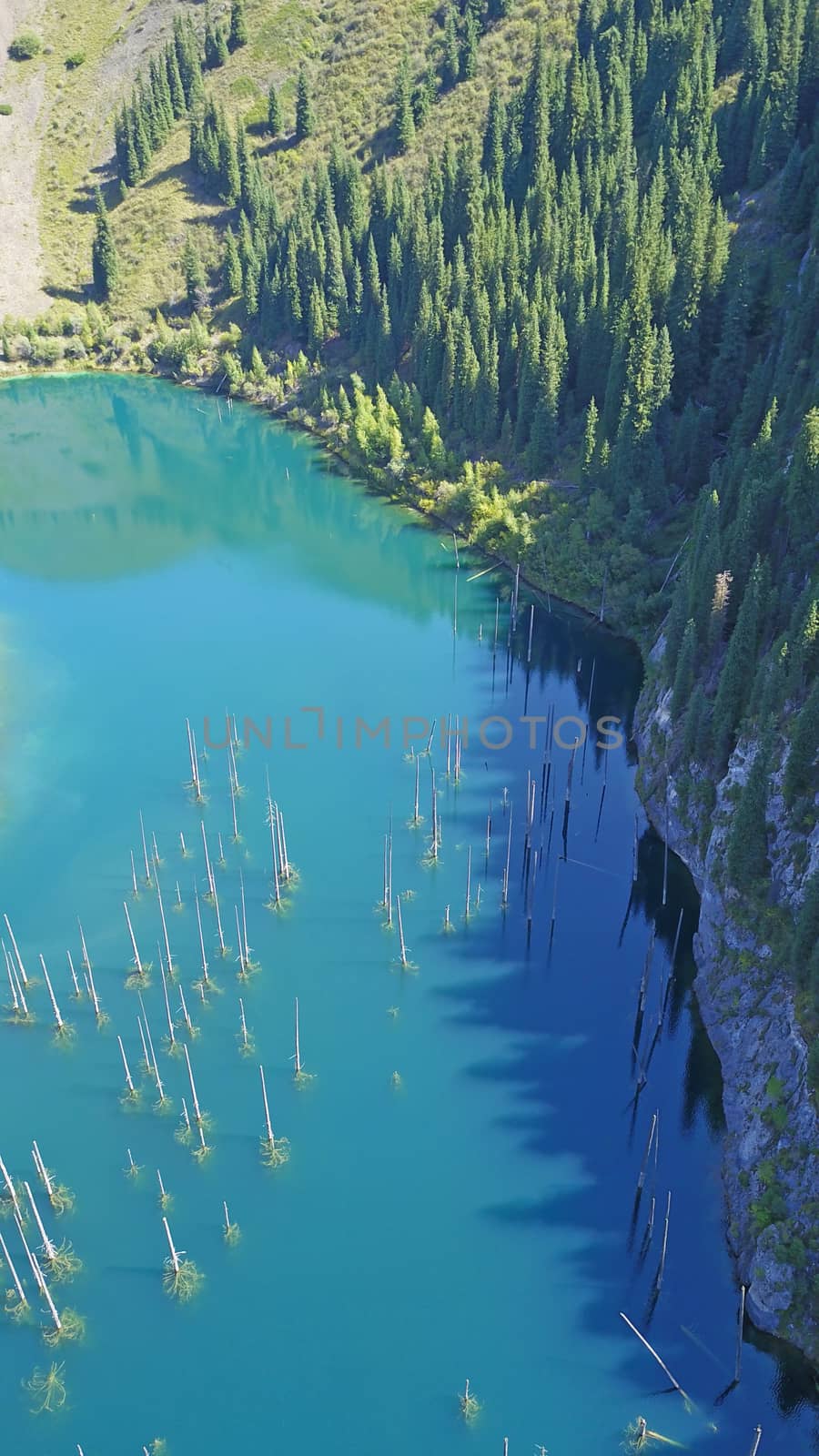 Coniferous trees rise from depths of mountain lake by Passcal