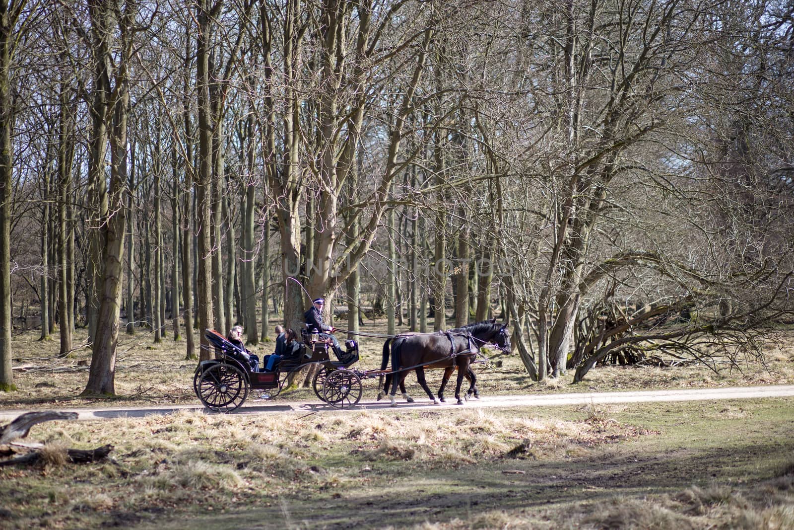 Klampenborg, Denmark - March 25, 2017:  A horse-drawn carriages inside the Deer Park Dyrehaven. Dyrehaven is a forest park north of Copenhagen.