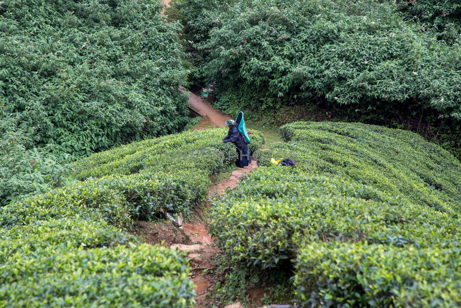 Nuwara Eliya, Sri Lanka - August 7, 2018: A tea plantation worker picking tea leafs