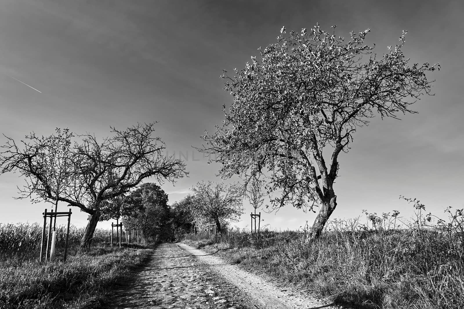 Rural landscape with a paved road and deciduous trees during autumn by gkordus