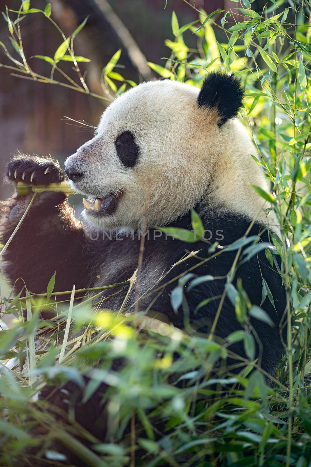 Copenhagen, Denmark - January 04, 2020: A panda eating bambus in the outdoor area in Copenhagen Zoo