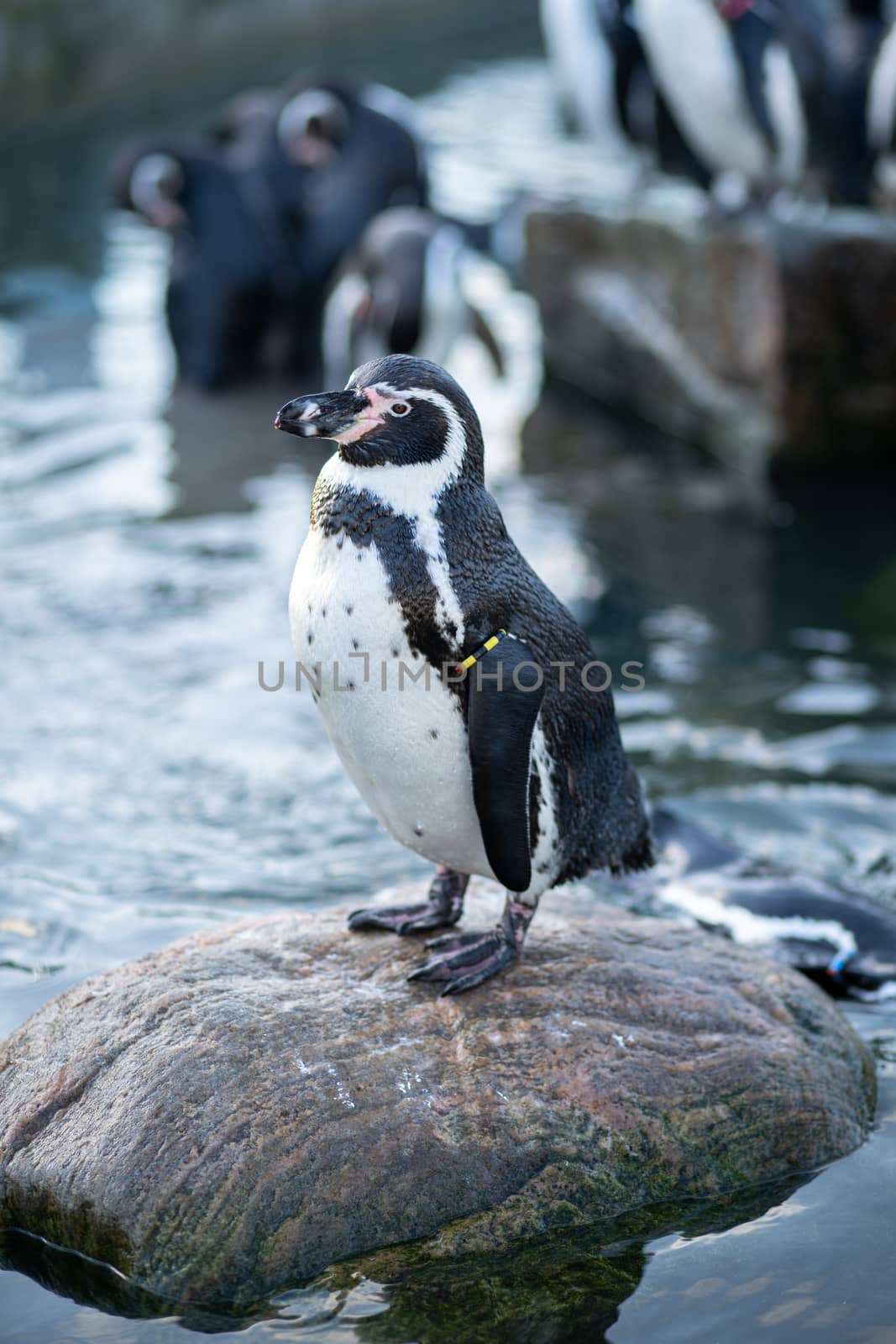 Frederiksberg, Denmark - August 25, 2019: A penguin sitting on a rock in Copenhagen Zoo.