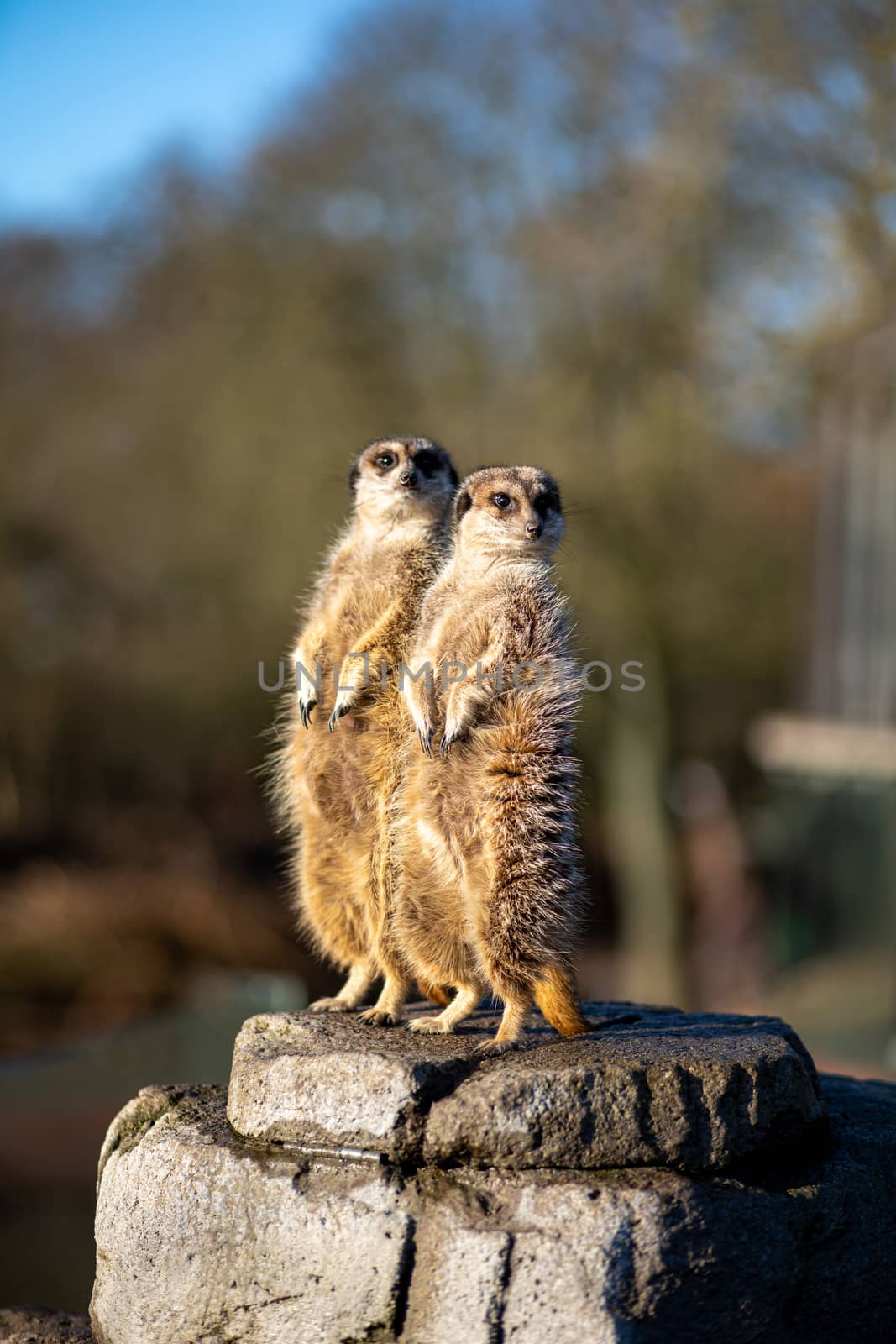 Copenhagen, Denmark - January 19, 2020: Two meerkats in the outdoor area in Copenhagen Zoo