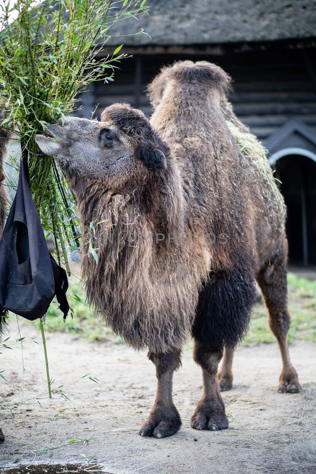 Frederiksberg, Denmark - January 04, 2020: A camel in the outdoor area in Copenhagen Zoo.