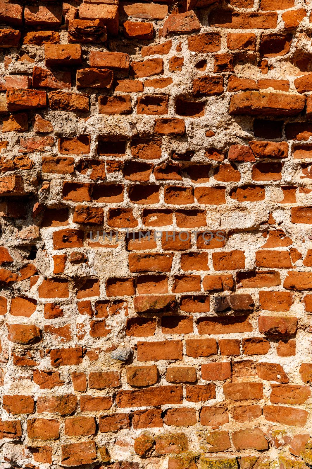 Brick wall texture in sunlight