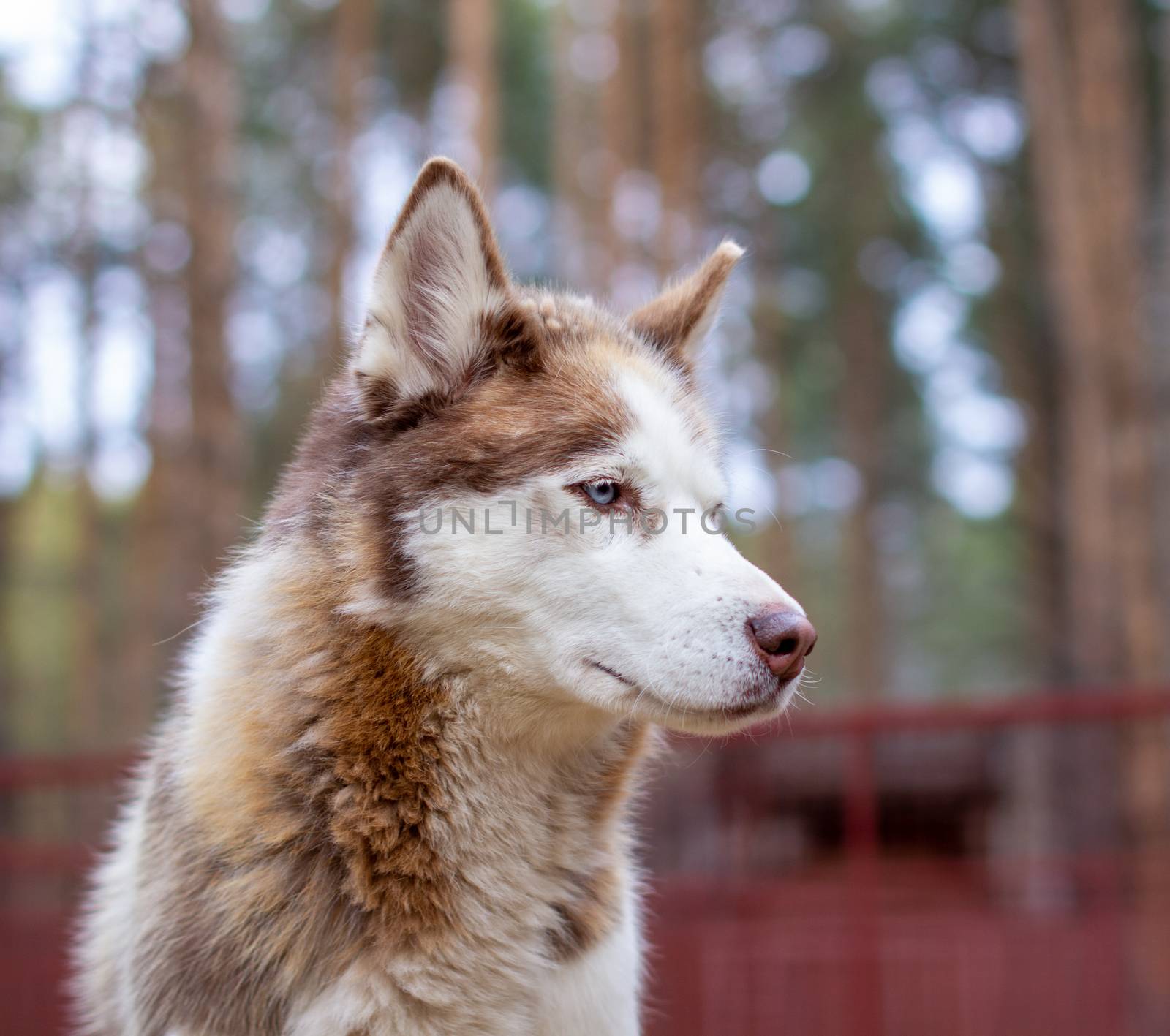 Portrait shot of a Siberian husky dog with blue eyes in nature. A brown and white dog with blue eyes. High quality photo