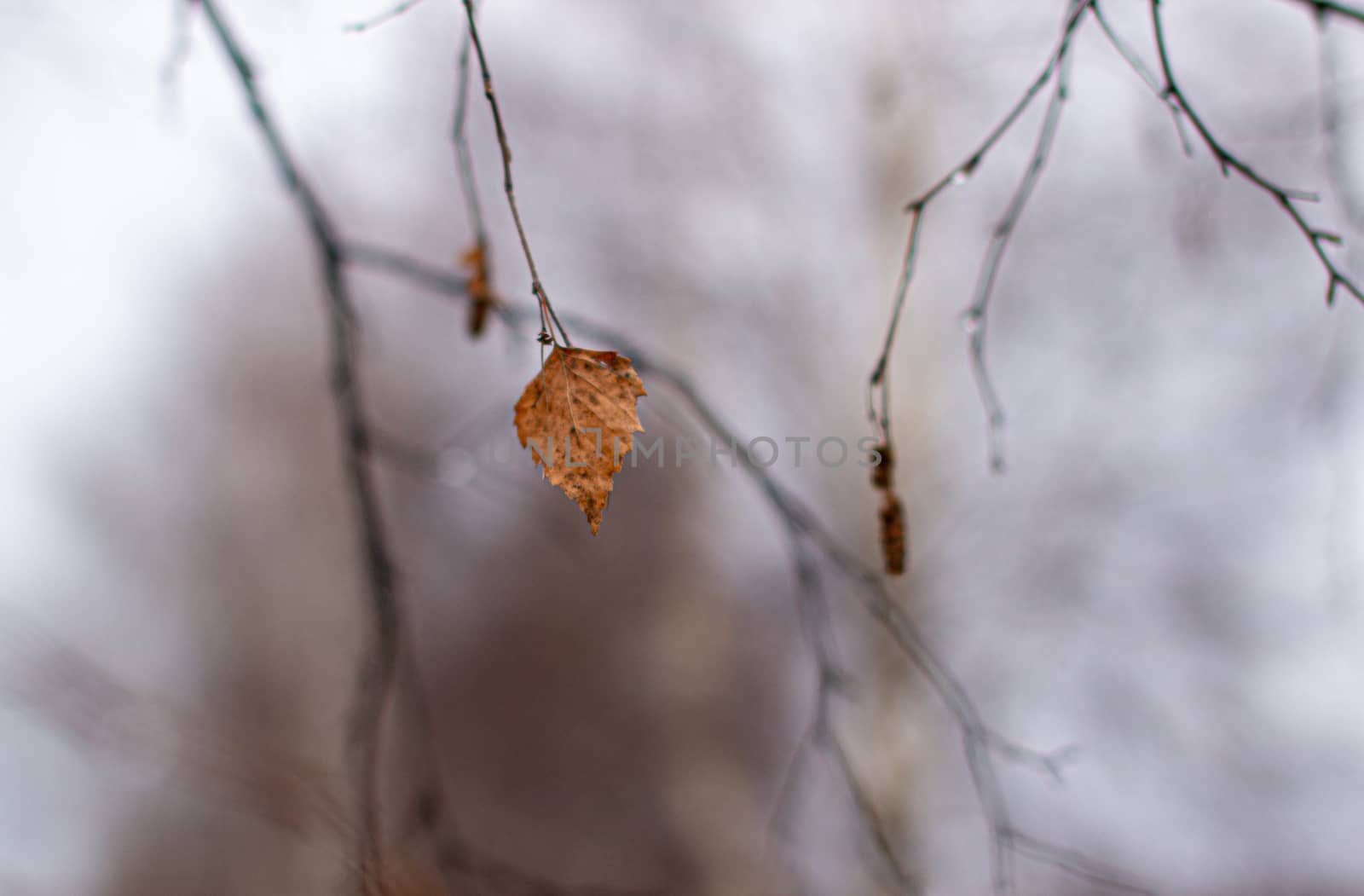 One, last autumn leaf on a tree branch in the park. by AnatoliiFoto