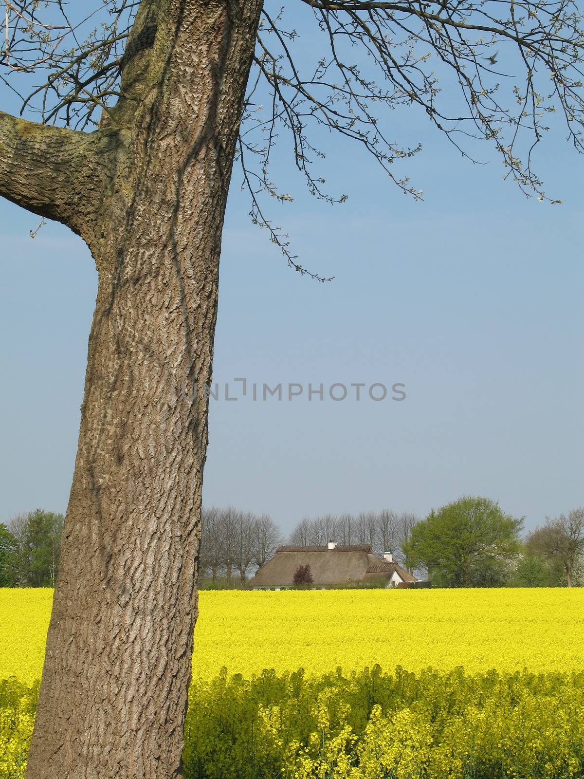 Canola field at a sunny day in Schleswig-Holstein, Germany.