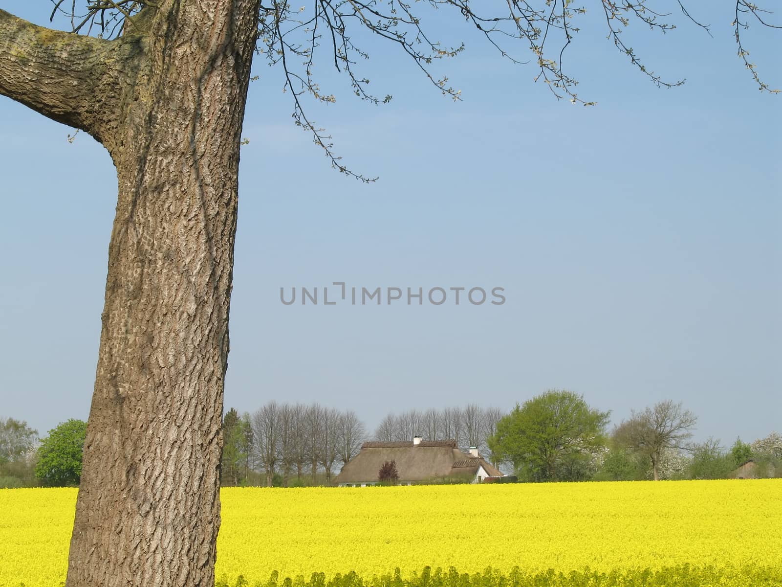 Canola field at a sunny day in Schleswig-Holstein, Germany.