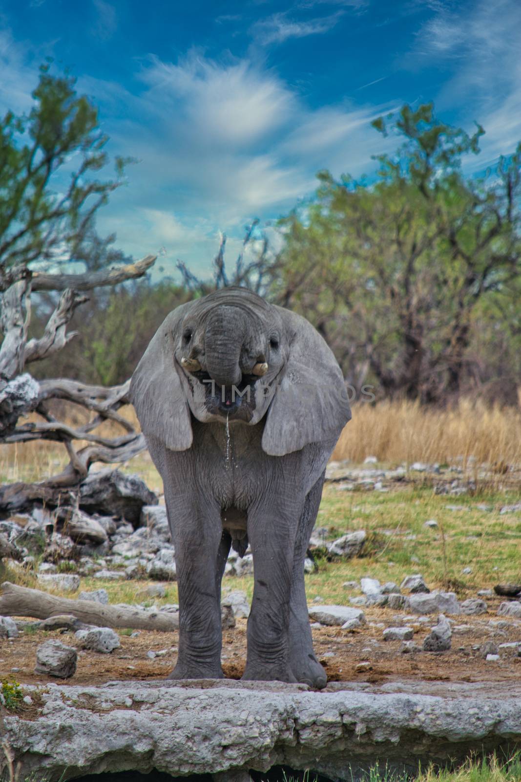 Front view of young African elephant drinking from a waterhole. Animal wildlife.