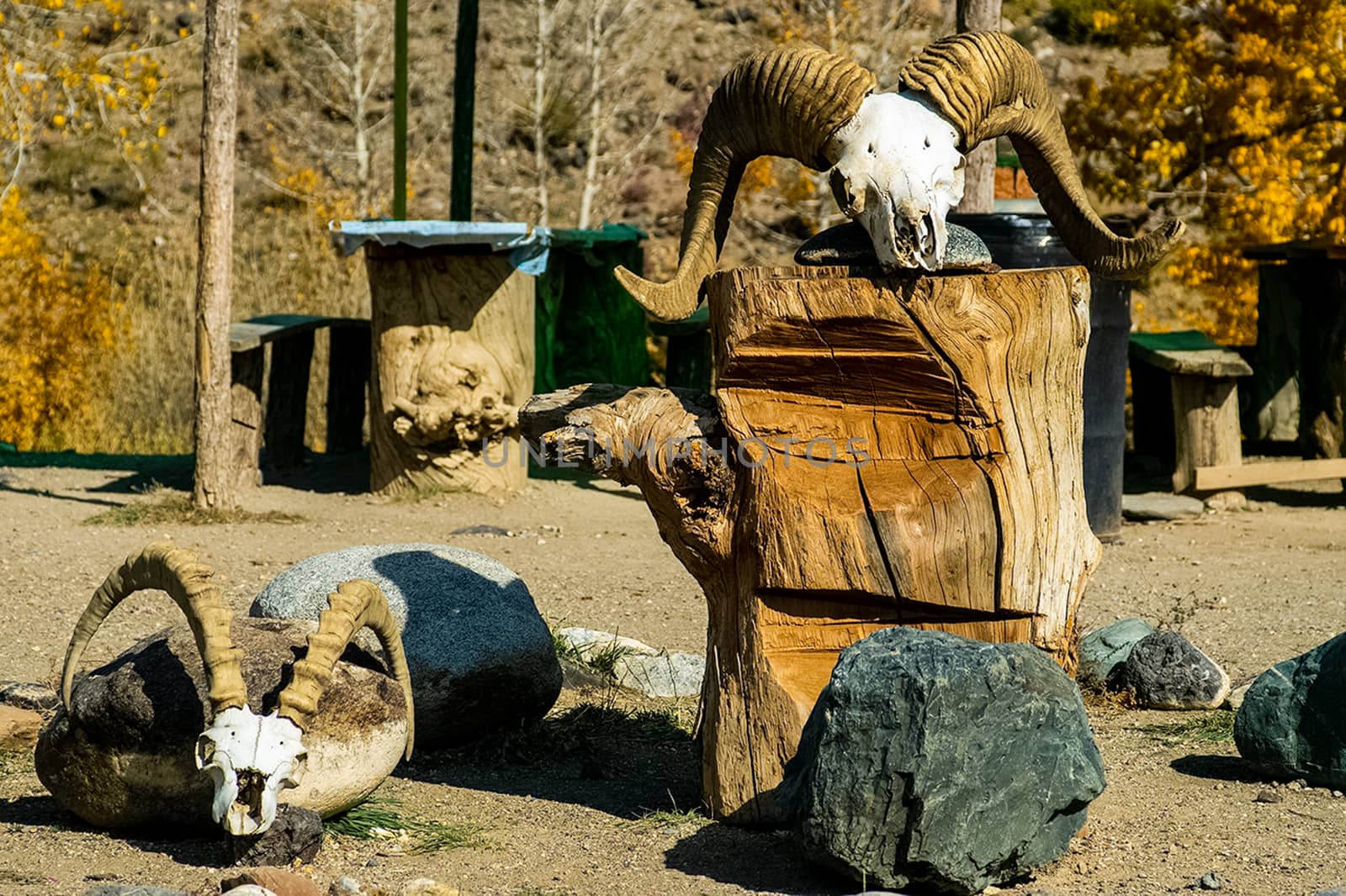 Skulls of rams with horns. The scenery in the barnyard.