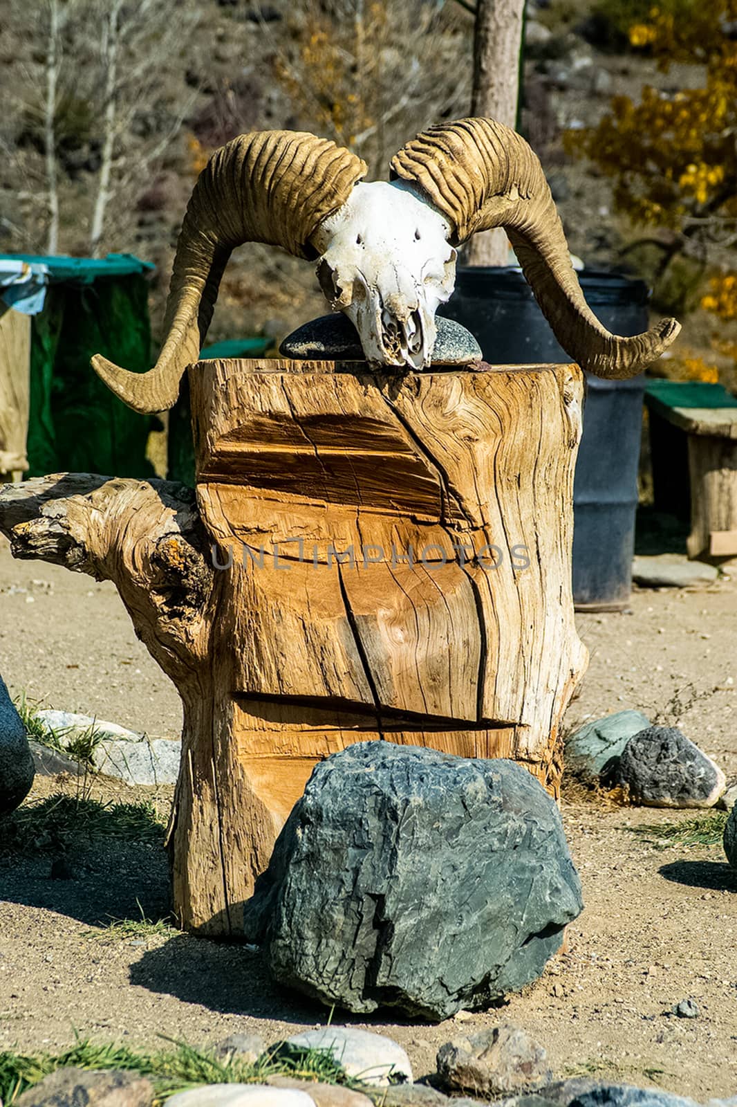 Skulls of rams with horns. The scenery in the barnyard.