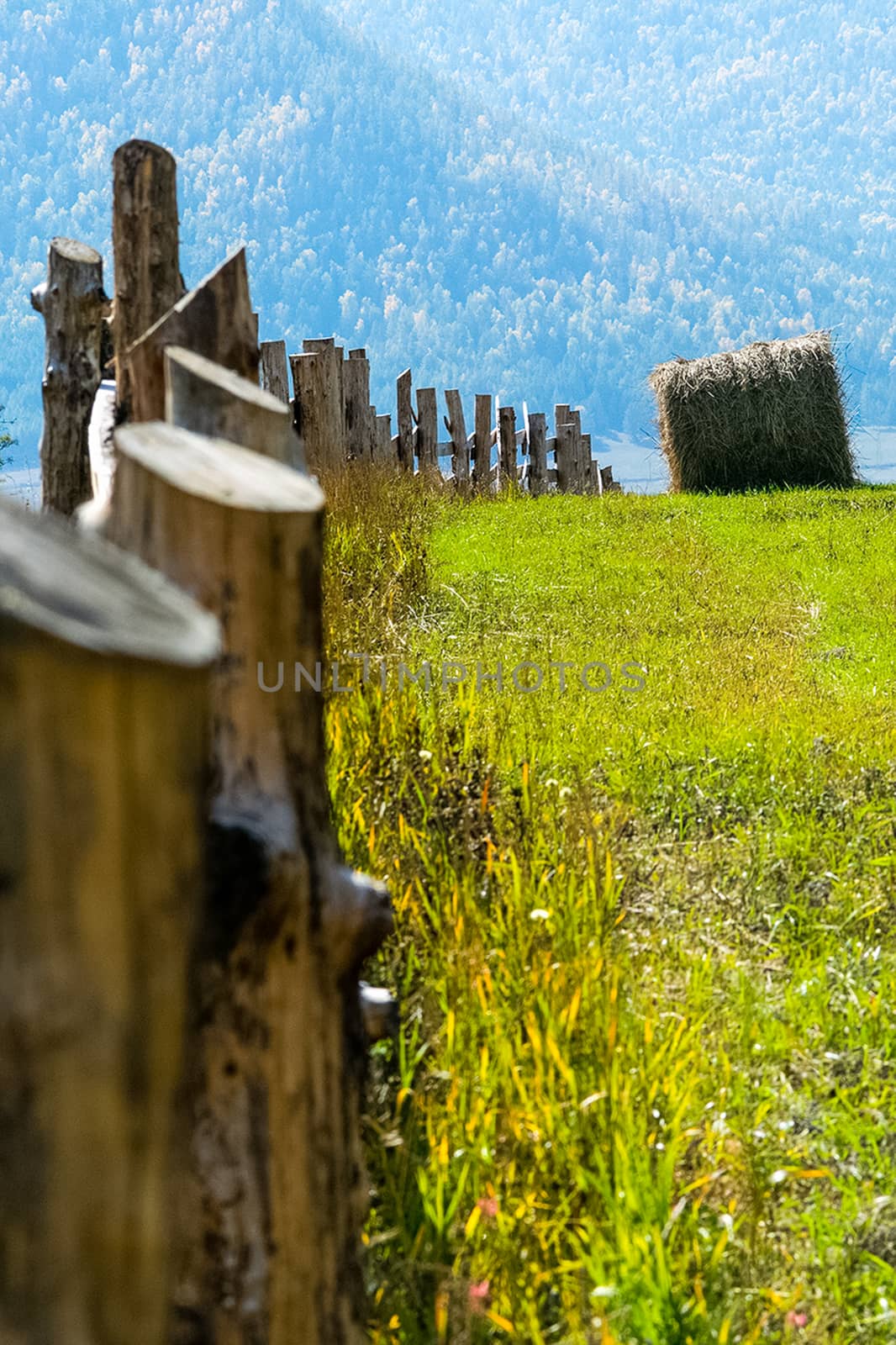 A wooden fence on the ranch. A wooden fence for cattle.