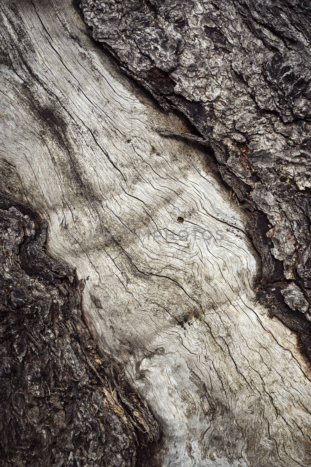 old tree trunk with cracked bark by Ahojdoma