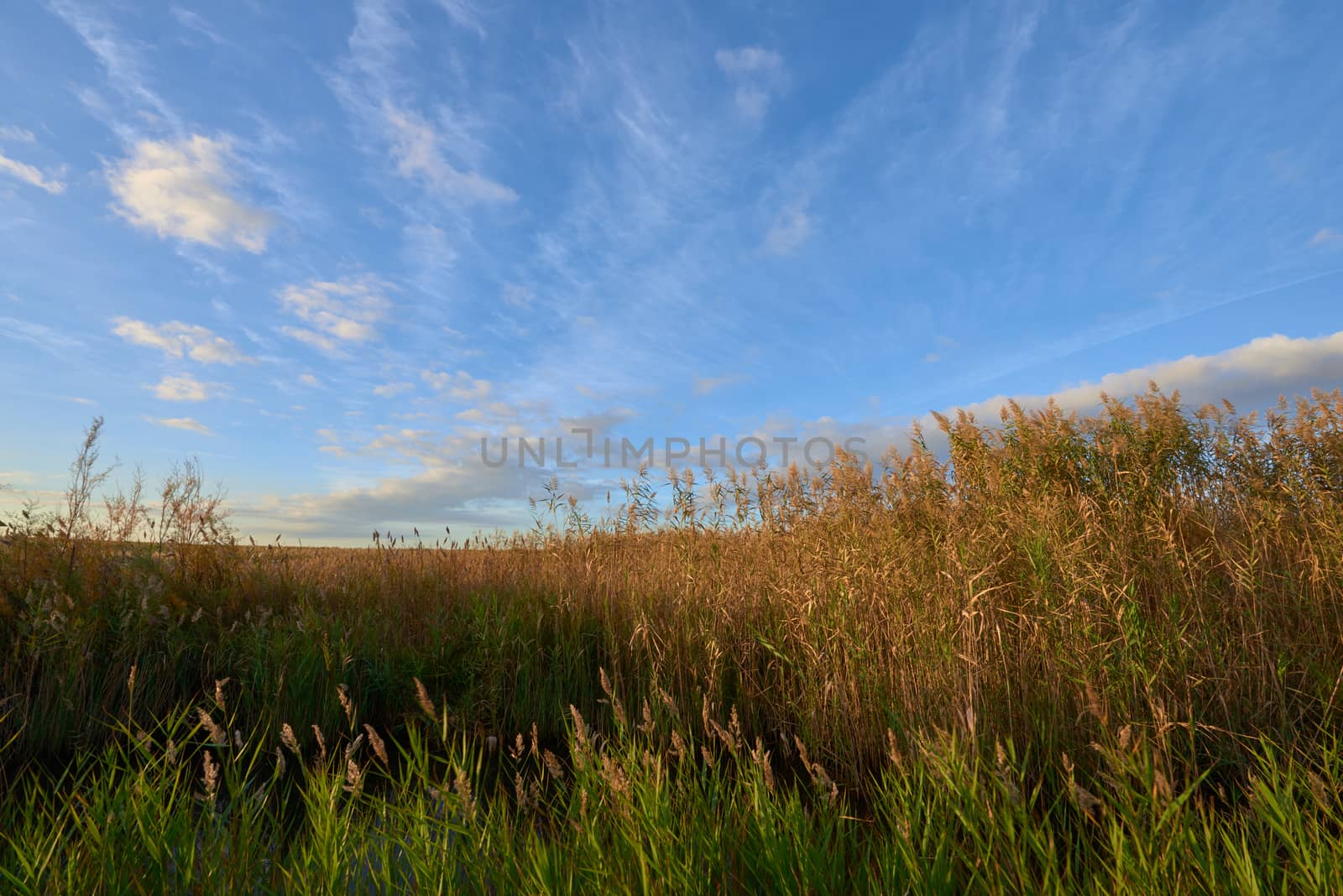 Diverse natural vegetation of the Valencia Albufera with blue background