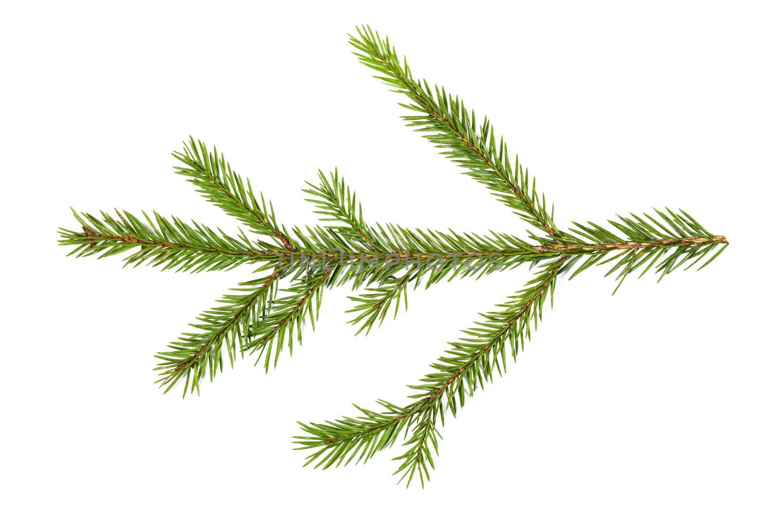 Evergreen christmas fir pine tree branch on white background