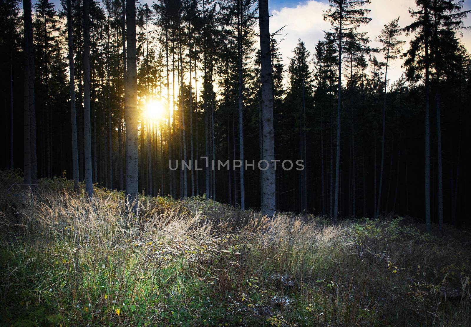 seasonal nature background early evening in the autumn forest
