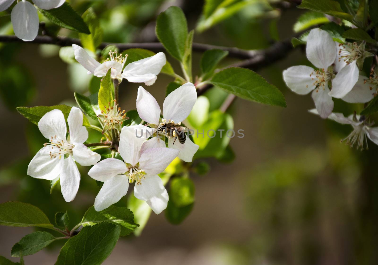 nature background bee drinks nectar from an apple blossom