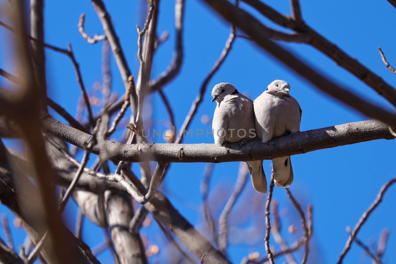 A pair of cape turtle doves (Streptopelia capicola) on branch in early spring, Pretoria, South Africa