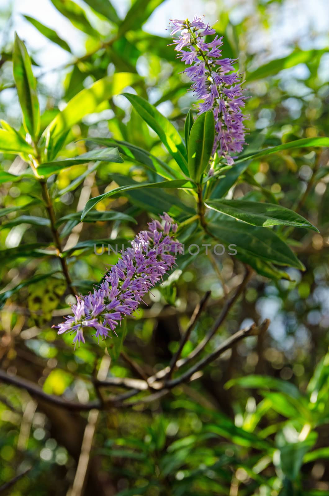 A hebe shrub with purple blooms flowering in the autumn sunshine