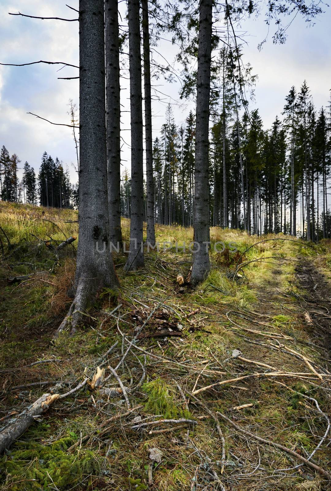 landscape seasonal background spruce forest destroyed by a wind disaster