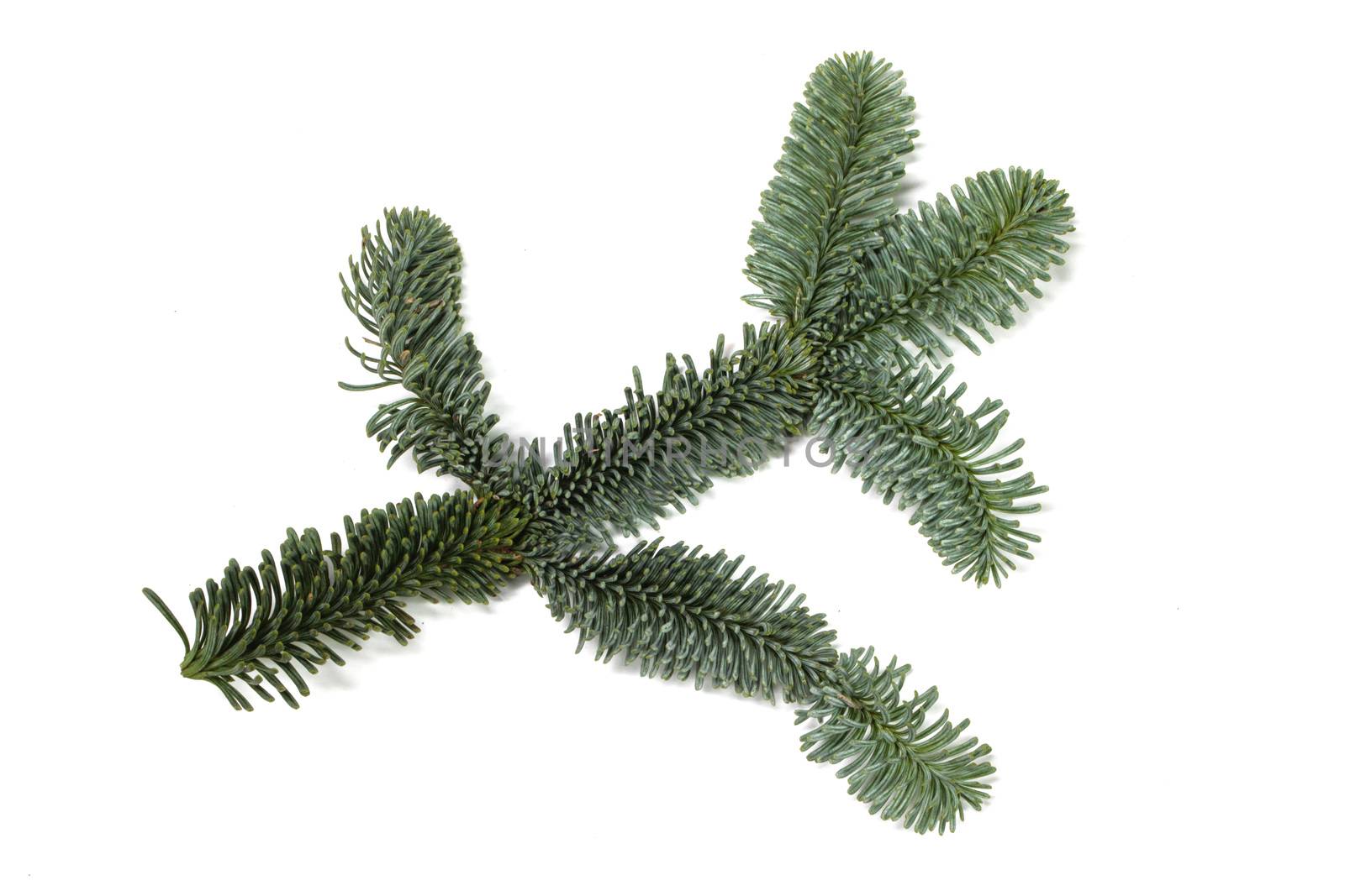 Evergreen christmas noble fir pine tree branch on white background