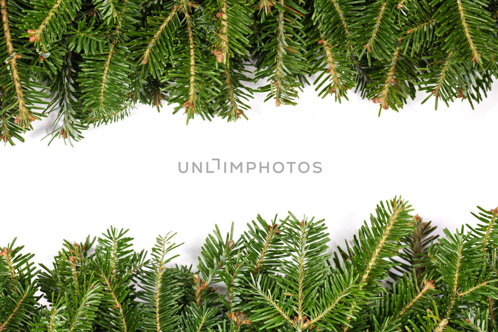 Natural fir Christmas tree border frame isolated on white , copy space for text