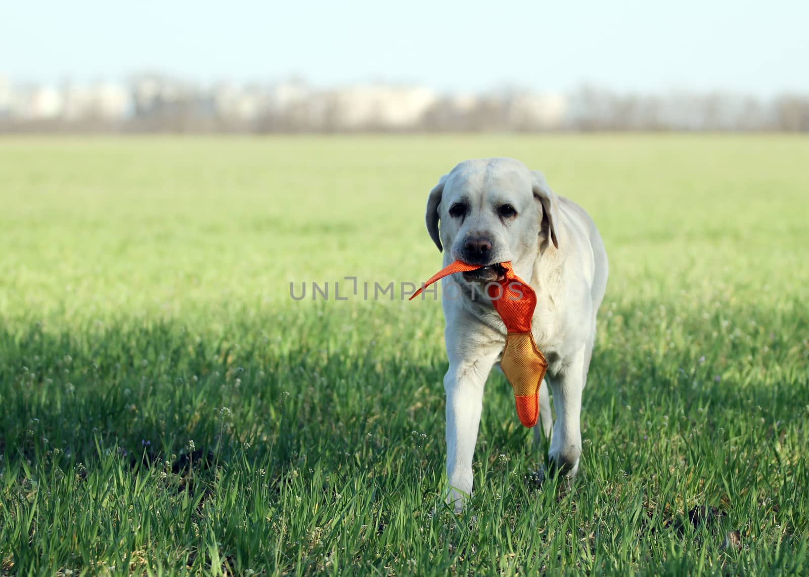 the yellow labrador playing in the park