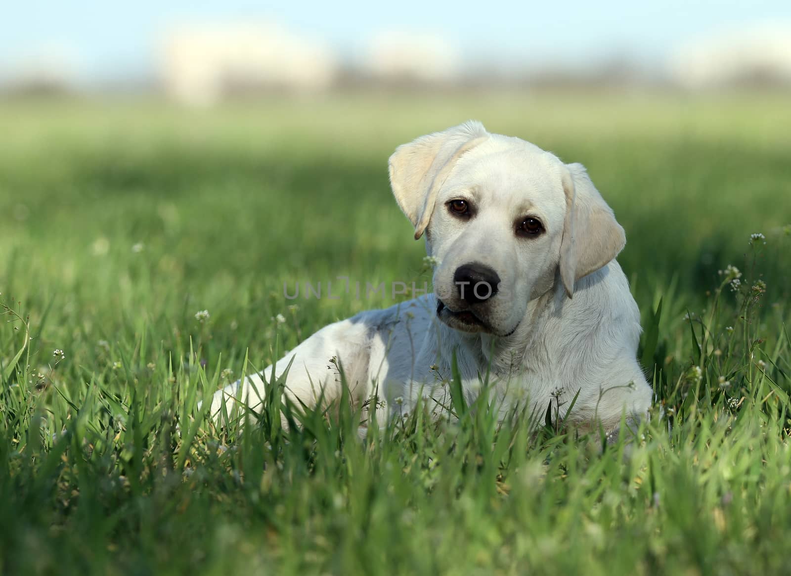 sweet yellow labrador playing in the park