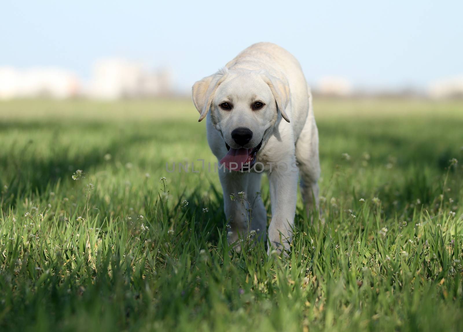 the sweet yellow labrador playing in the park
