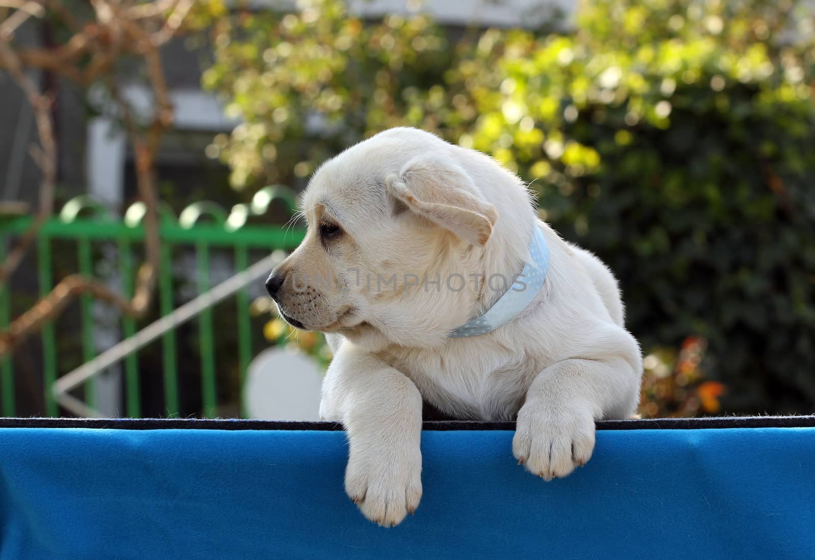 a yellow labrador puppy on the blue background