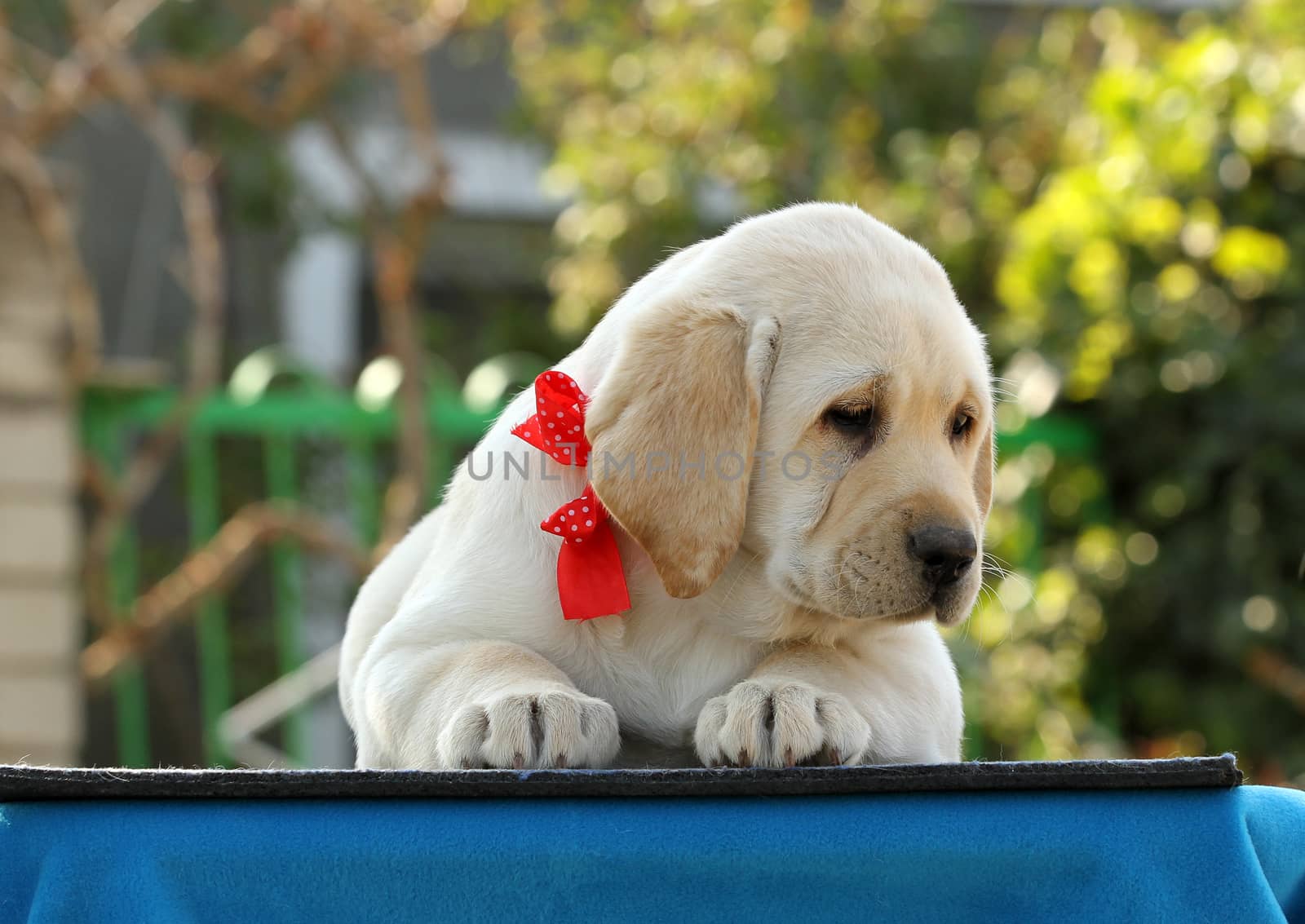 sweet yellow labrador puppy on the blue background