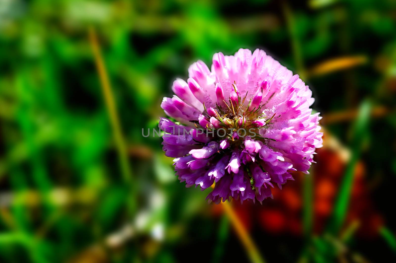 Photo of fall pink flower on green background, macro image of a autumn flower