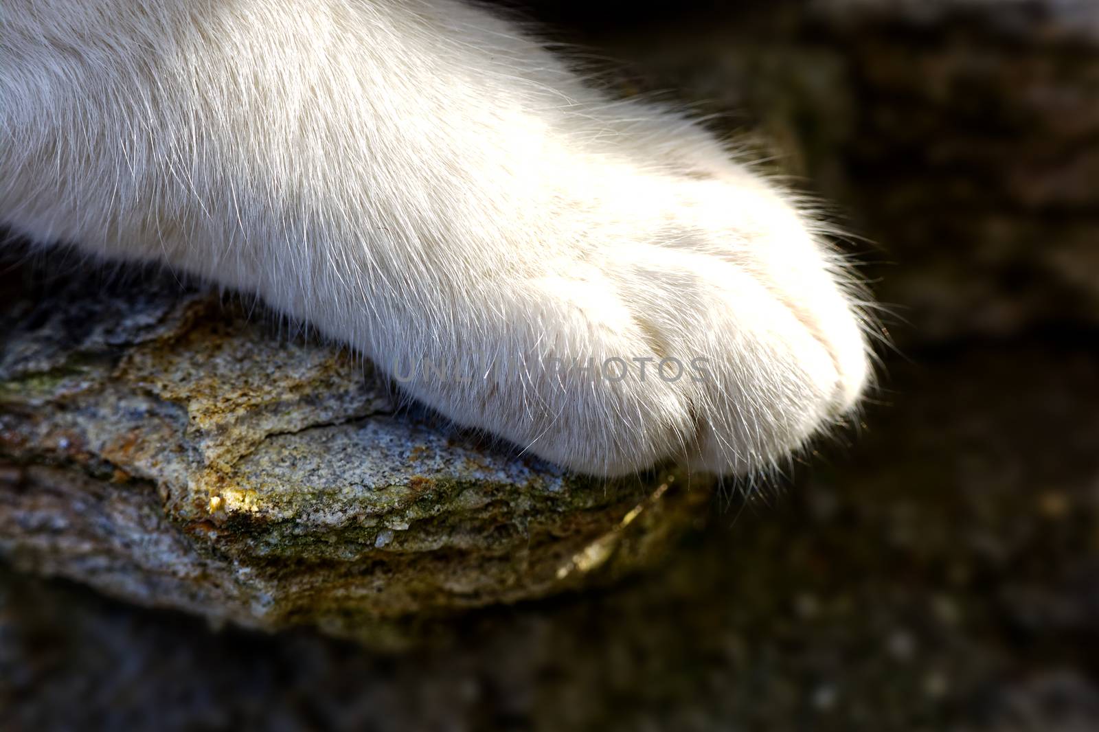 Close-up photo of cats paw, white cat’s paw stepped on a stone