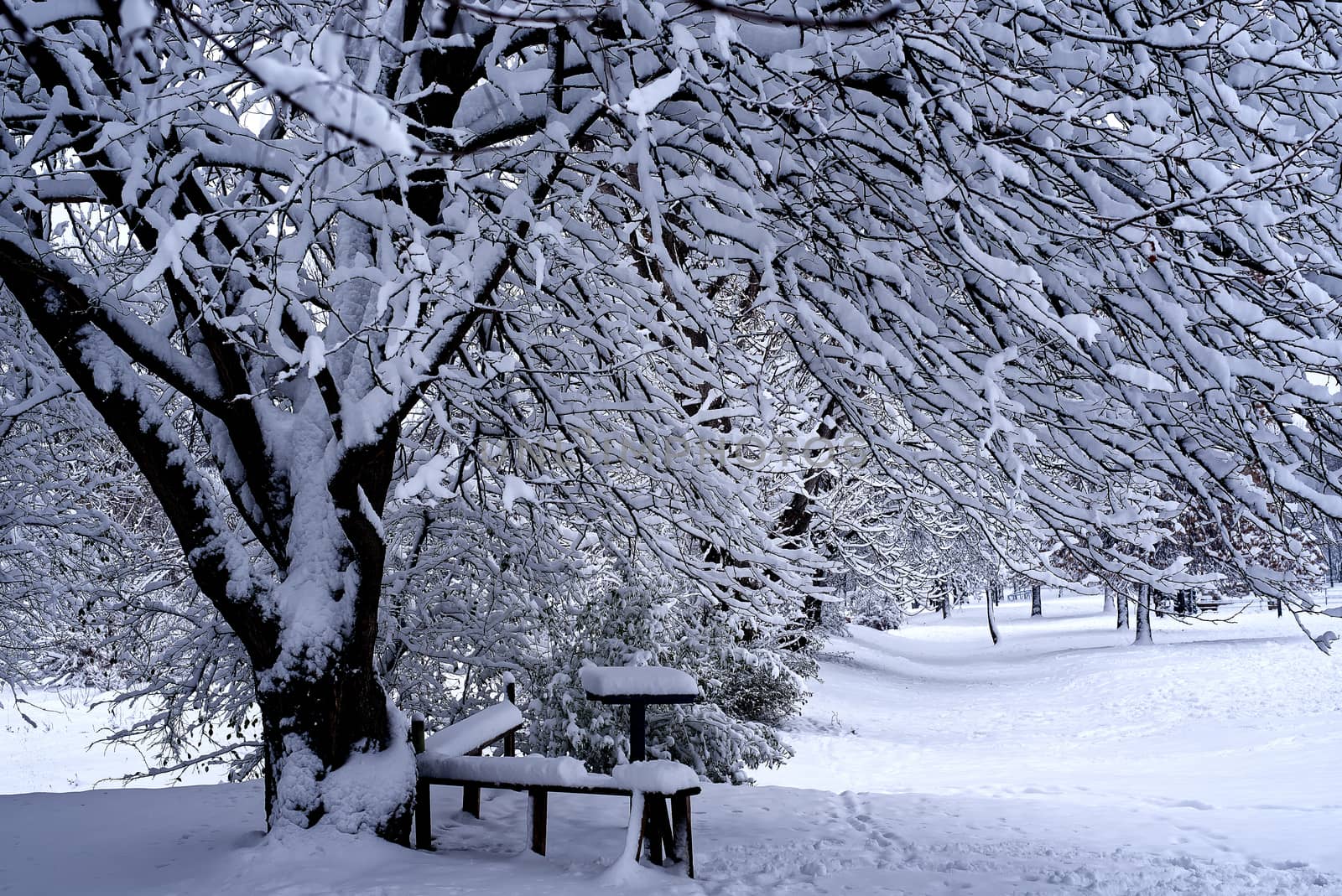 Beautiful snowy winter landscape, trees and bench covered with fresh snow