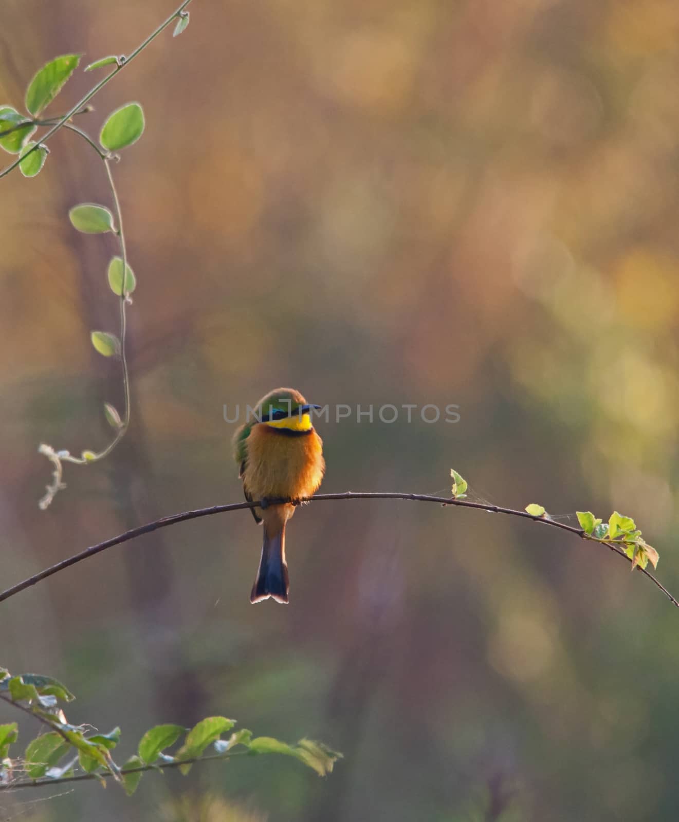 Little Bee-eater Merops pusillus 10749 by kobus_peche