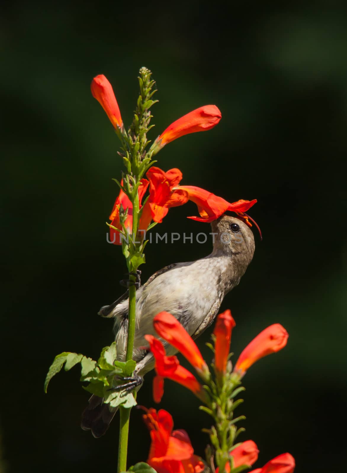 White-bellied Sunbird (Cinnyris talatala) feeding  on Cape Honeysuckle (Tecoma capensis)