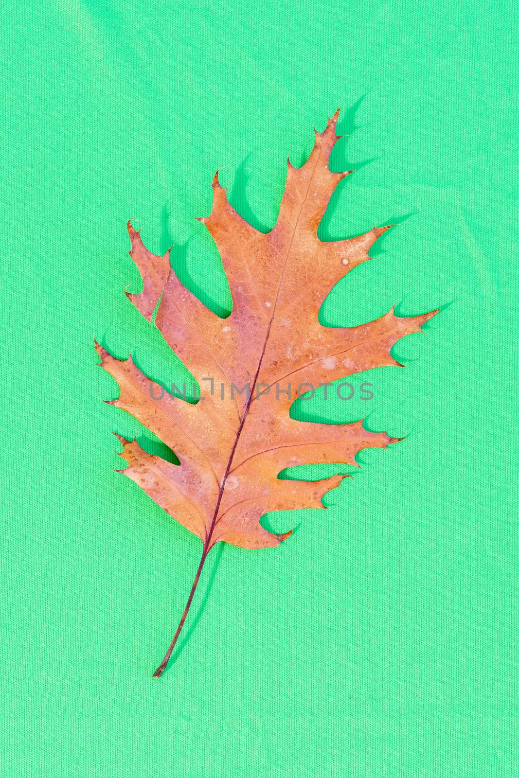 A brown leaf placed on a colored background by brambillasimone
