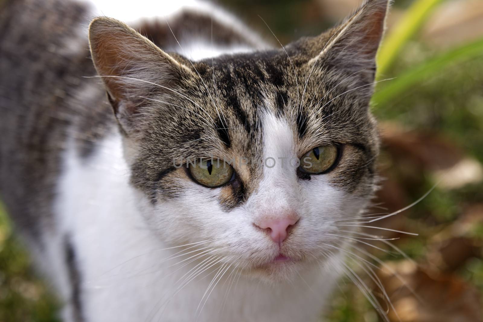 Three color female cat looking at the camera, female stray cat