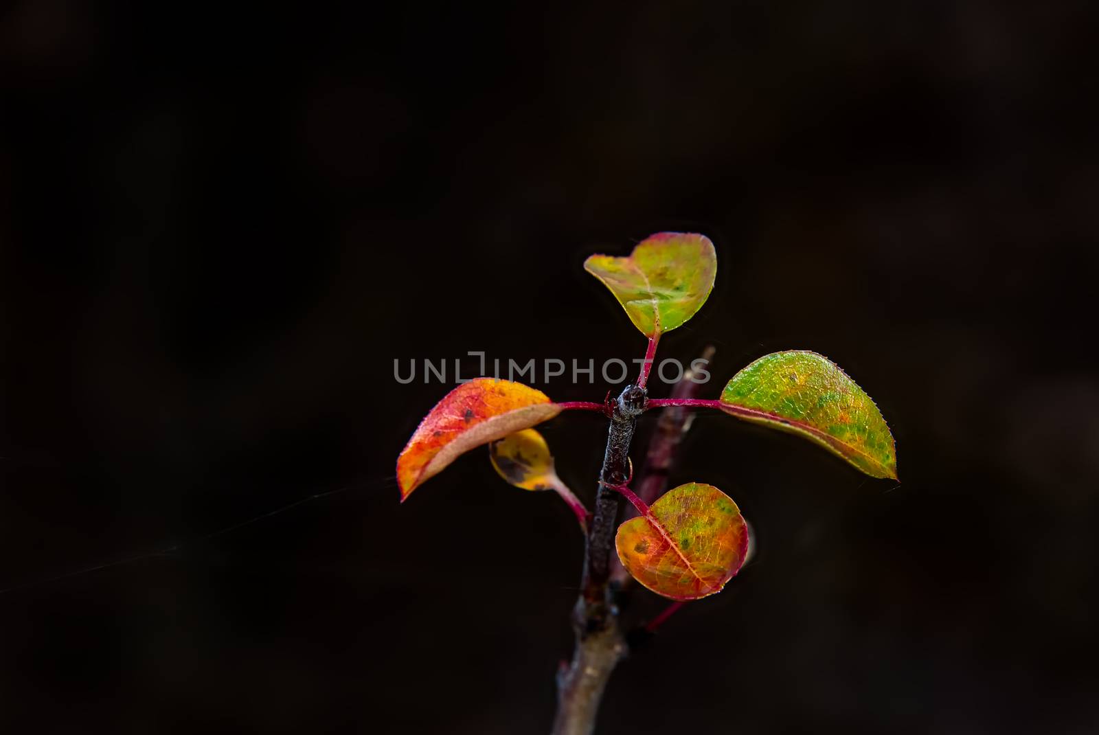Isolated autumn leaves on black background, colorful fall leaves