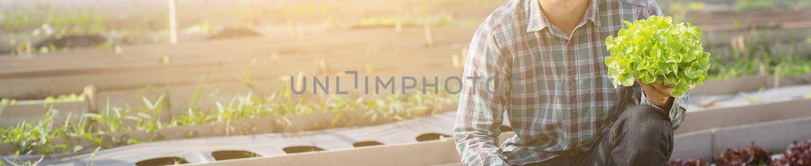 Young asian man farmer holding and showing fresh organic green oak lettuce in the farm, cultivation for harvest agriculture vegetable garden with business, healthy food concept, banner website.