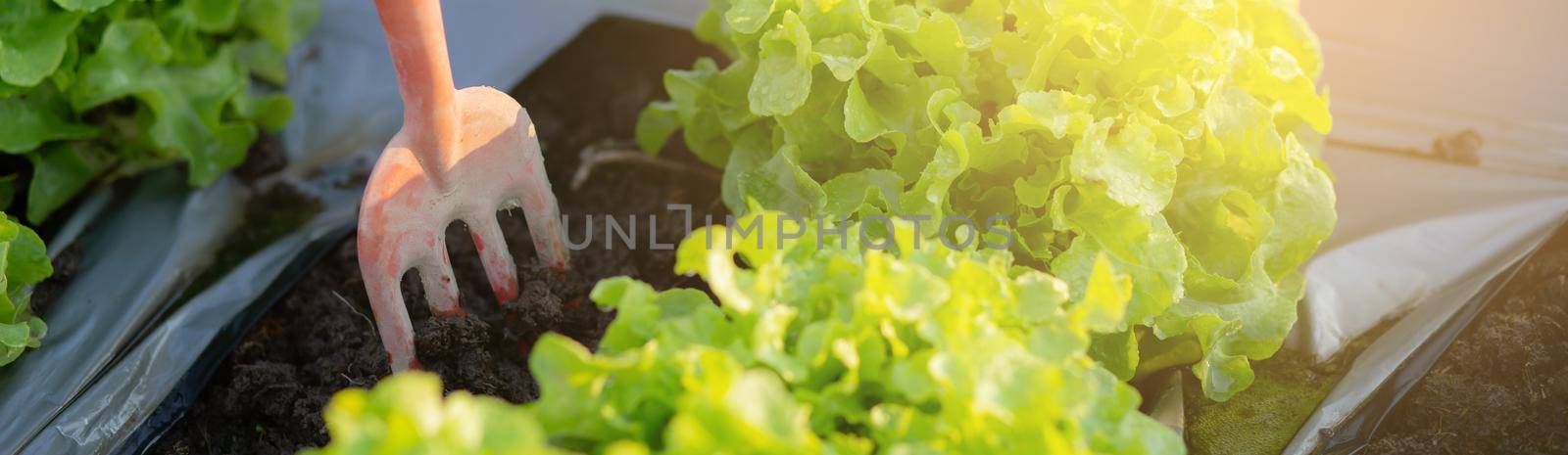 Closeup hands of man farmer shovel dig fresh organic vegetable garden in the farm, cultivation green oak lettuce for harvest agriculture with business, healthy food concept, banner website.