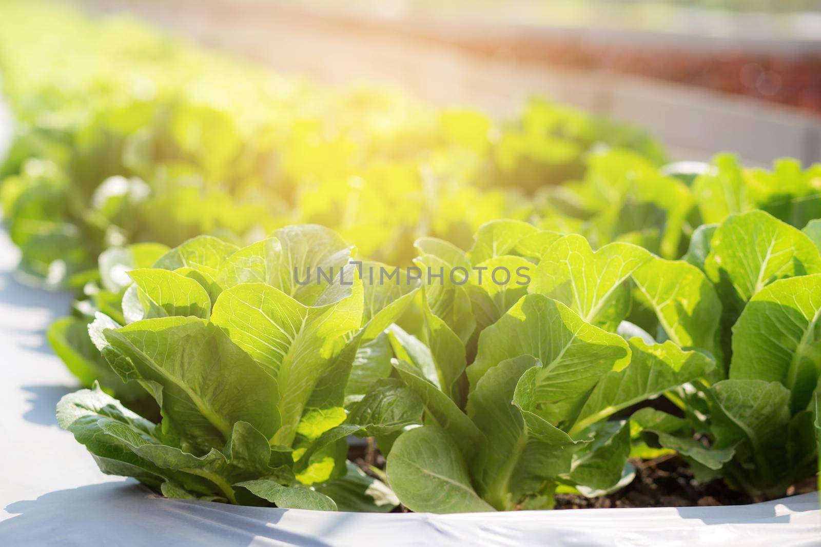 Fresh sapling of green​ cos romaine lettuce organic farm in plantation, produce and cultivation agriculture and harvest green leaves in the field, vegetable kitchen garden and healthy food concept. by nnudoo