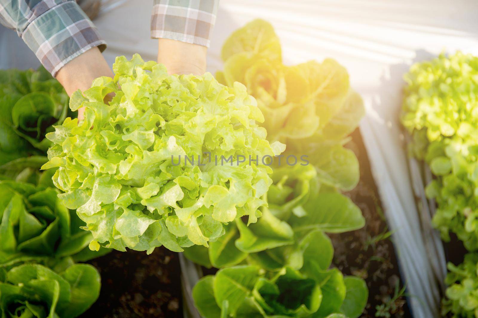 closeup hands of young man farmer checking and holding fresh organic vegetable in hydroponic farm, produce and cultivation green oak lettuce for harvest agriculture with business, healthy food concept. by nnudoo