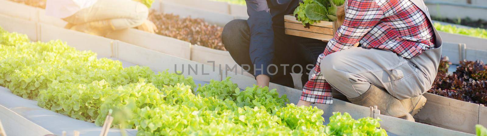 Beautiful young asian two man and one woman picking up fresh organic vegetable with basket in the hydroponic farm, harvest and agriculture for healthy food and business concept, banner website. by nnudoo