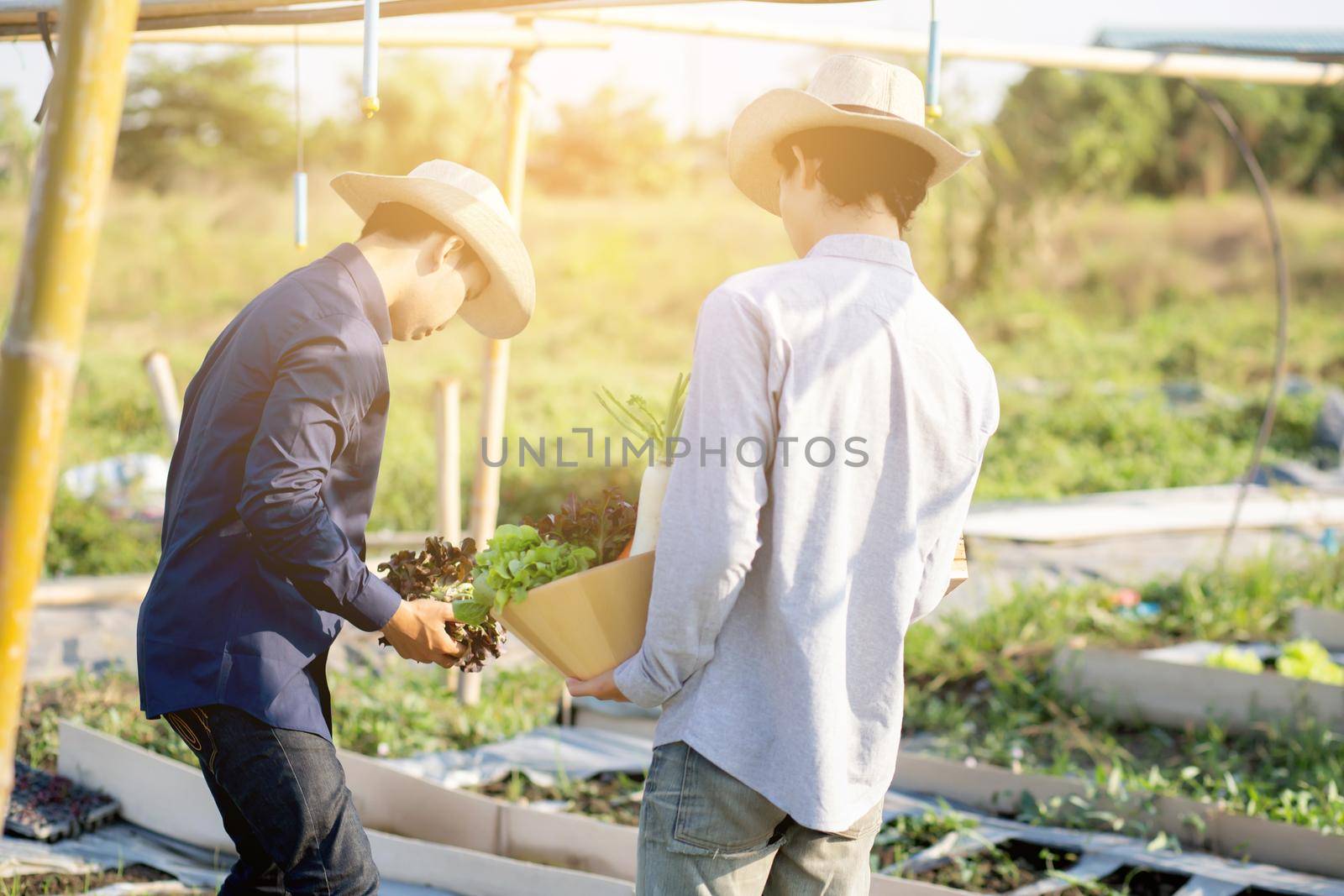 Beautiful young asian two man picking up fresh organic vegetable with basket together in the hydroponic farm, harvest and agriculture and cultivation for healthy food and business concept.
