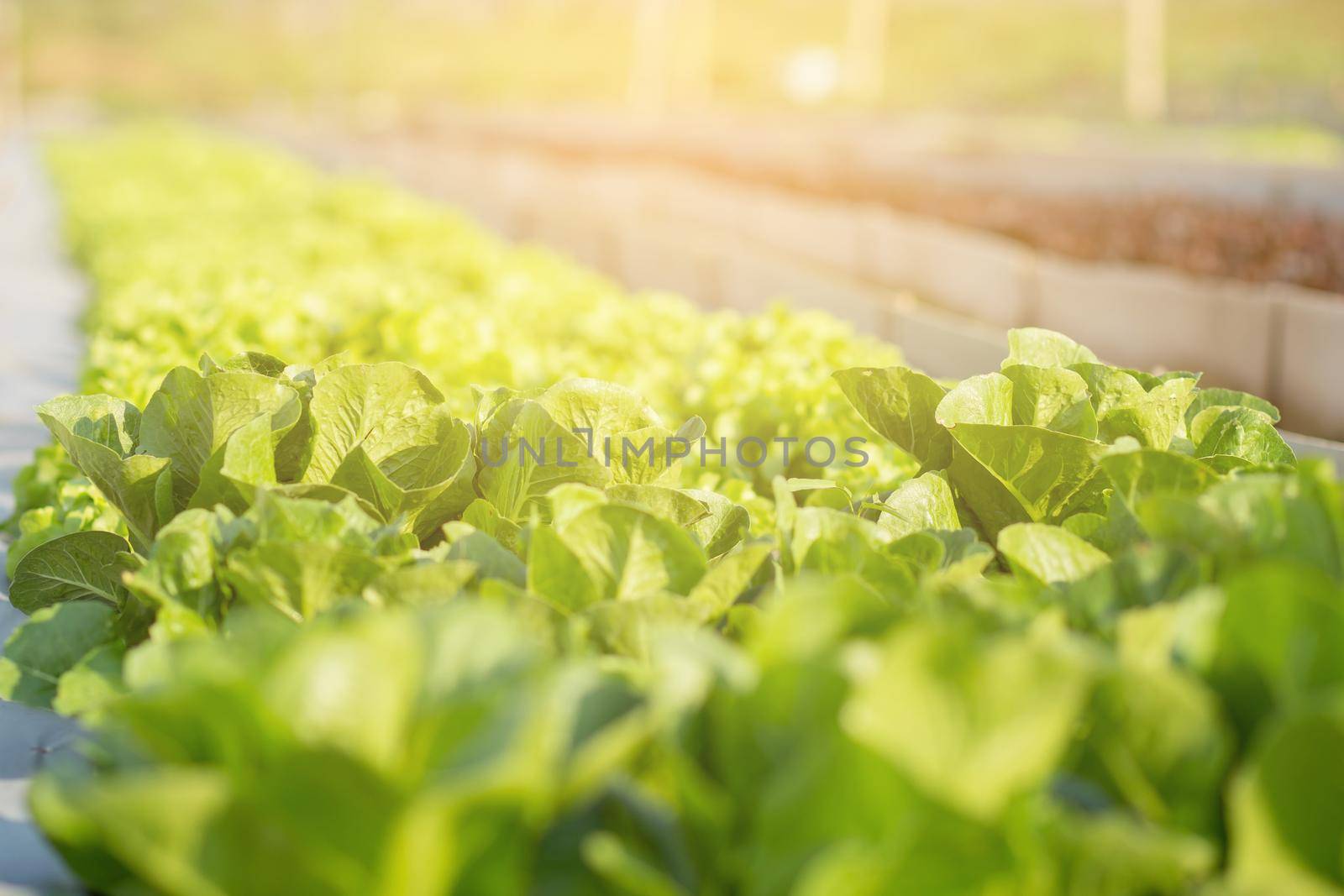 Fresh sapling of green​ cos romaine lettuce organic farm in plantation, produce and cultivation agriculture and harvest green leaves in the field, vegetable kitchen garden and healthy food concept.